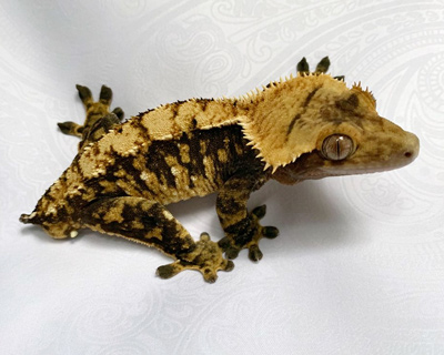 Blonde Harlequin Crested Gecko