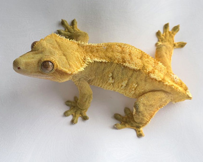 Yellow Flame Crested Gecko