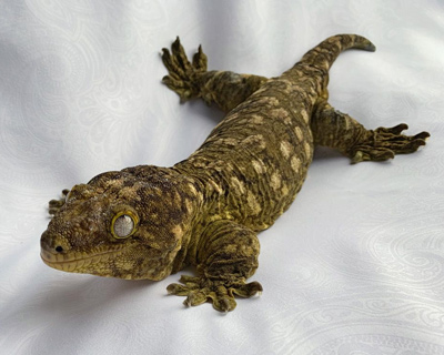 Chocolate Harlequin Crested Gecko