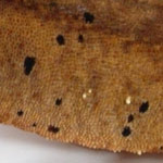 crested gecko - dalmatian spots