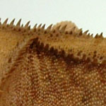 crested gecko - enlarged crests