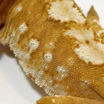 crested gecko - portholes trait