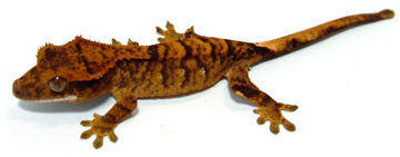 crested gecko - tiger morph
