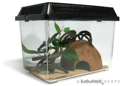 Setup for baby crested gecko